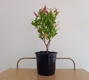 Bush Cherry