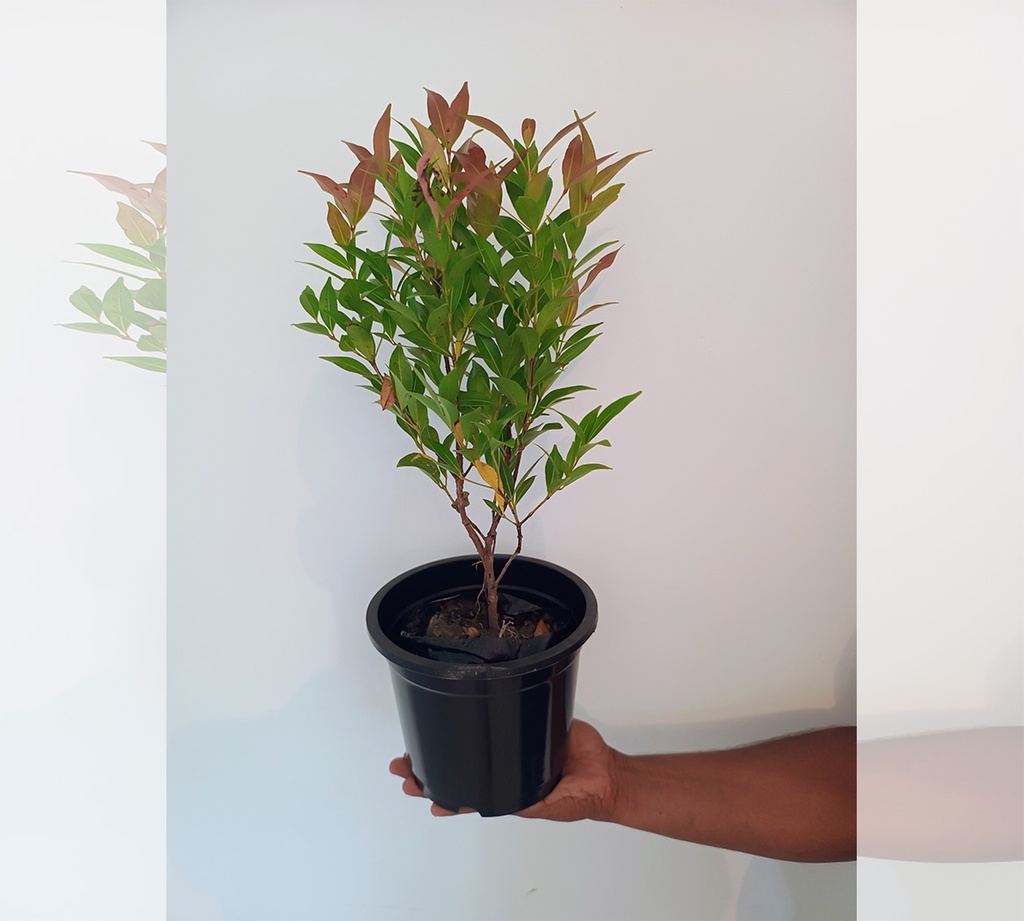 Bush Cherry
