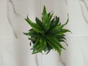 Dracaena Joint Craig