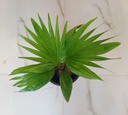 China Palm
