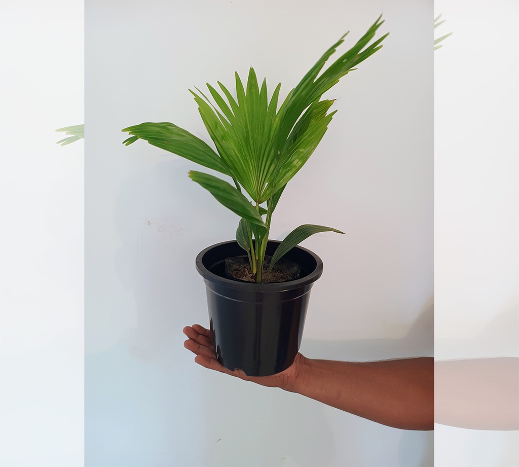 China Palm