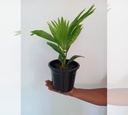 China Palm