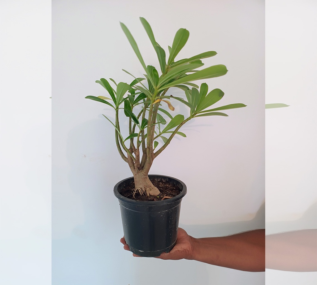 Adenium Obesum (Desert Rose)