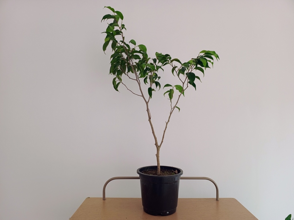 Ficus