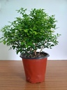 Manokamini