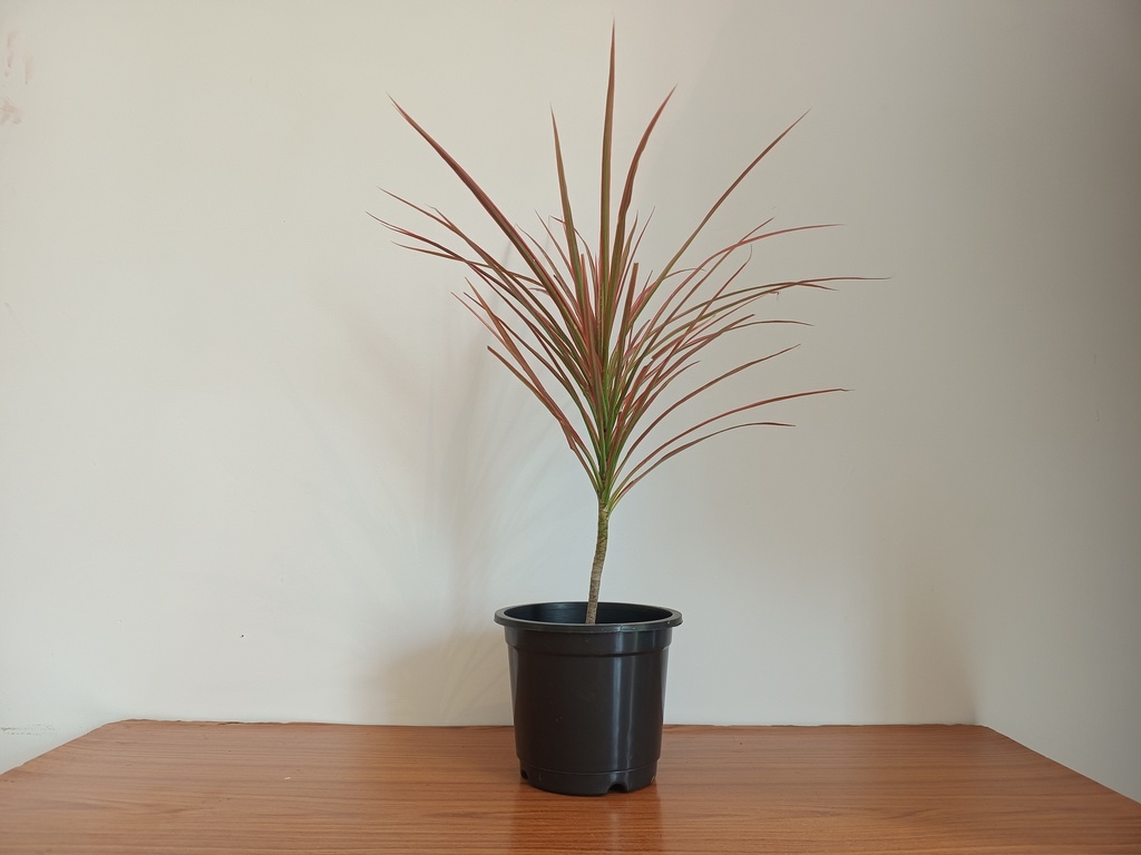 Dracaena tricolour (Dragon Tree)