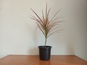 Dracaena tricolour (Dragon Tree)