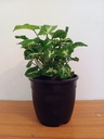 Syngonium 