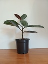 Rubber plant