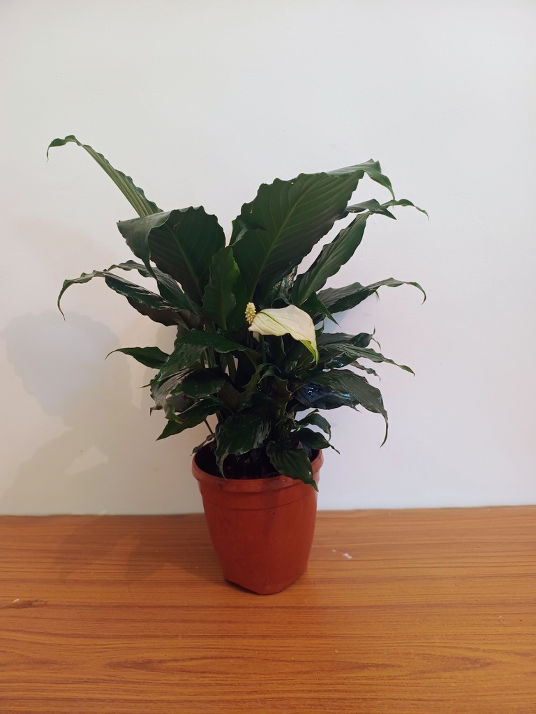 Peace Lily