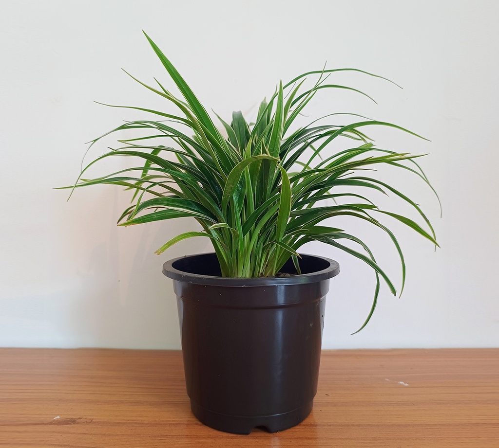 Spider Plant