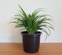 Spider Plant