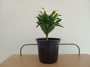 Dracaena 