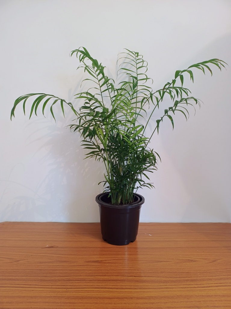 Chamaedorea Elegans
