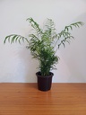 Chamaedorea Elegans