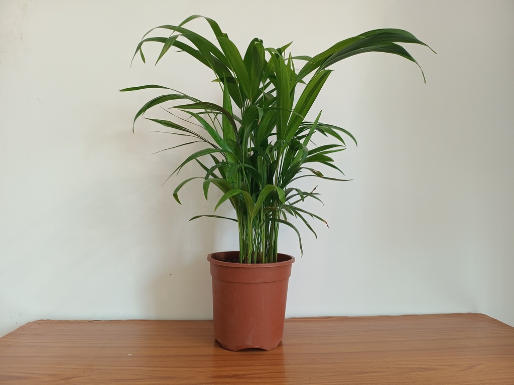Areca Palm