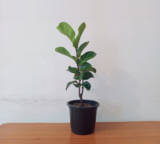 Fiddle Leaf