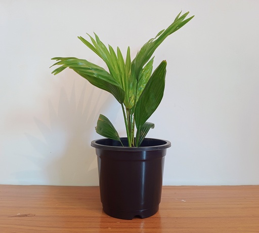 [China Palm] China Palm