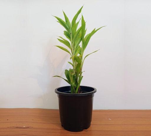 Lucky Bamboo