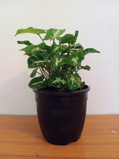 Syngonium 
