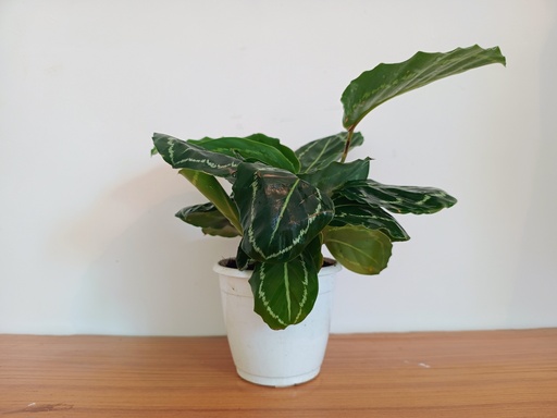 Calathea