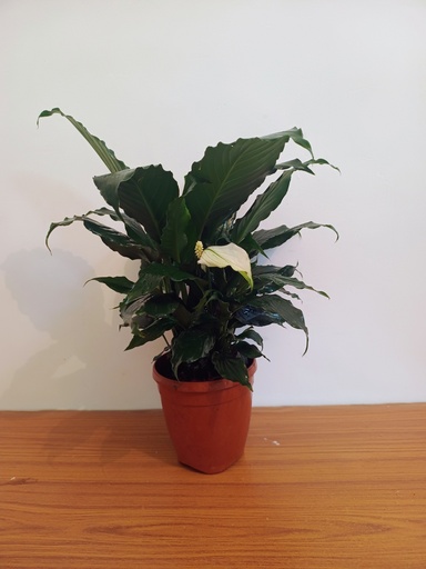 Peace Lily