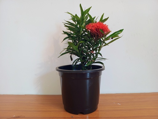 Ixora Plant