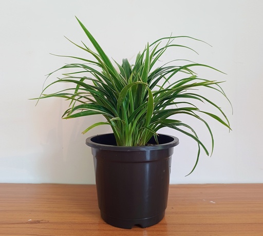 Spider Plant