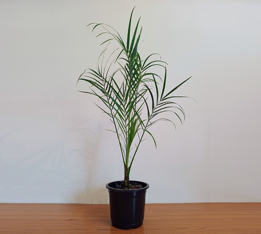 Pheonix Palm