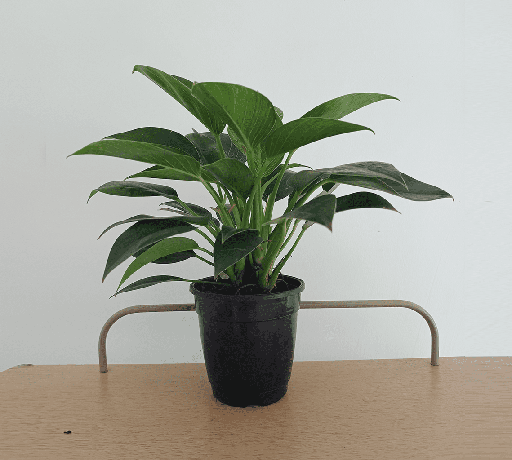 Philodendron