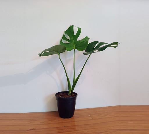 Monstera