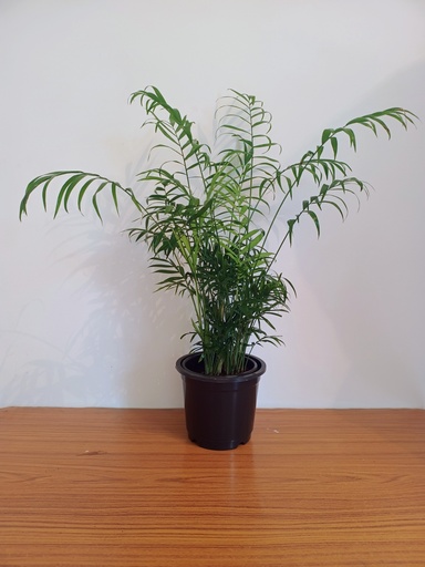 Chamaedorea Elegans