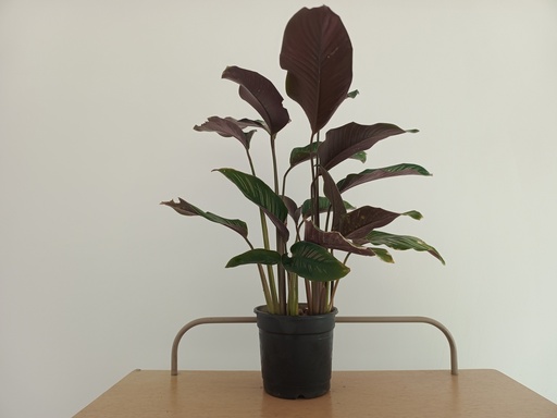 Stripe calathea