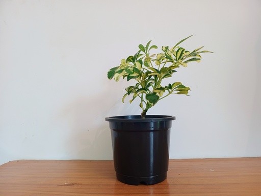 Saplera