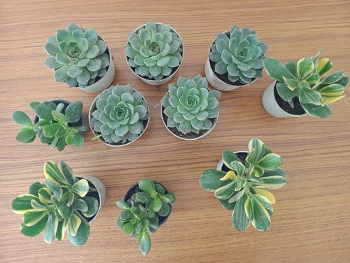 [Crassula ovata] Crassula ovata