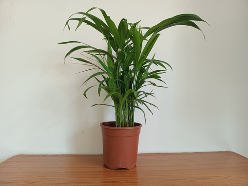 Areca Palm