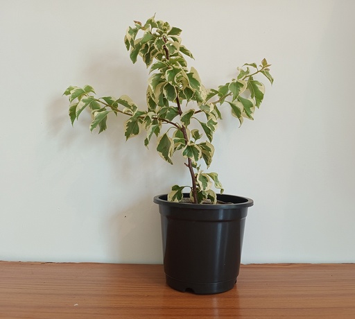 [Bougainvillea glabra] Bougainvillea