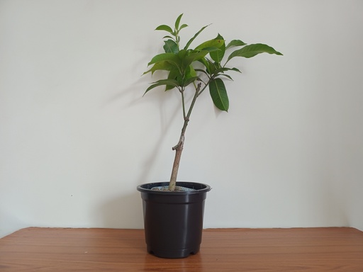 [Mangifera 'Amrapali'] Mango 