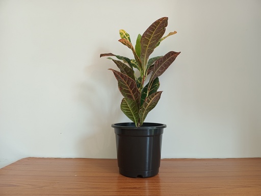 Garden Croton