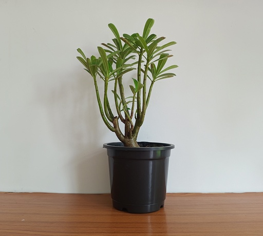 Adenium Obesum (Desert Rose)