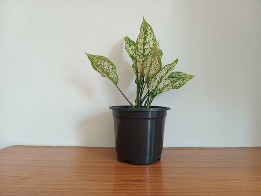 Aglaonema