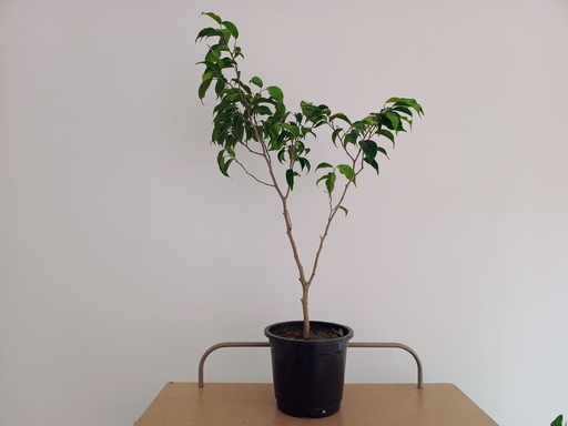 [ficus reginald] Ficus