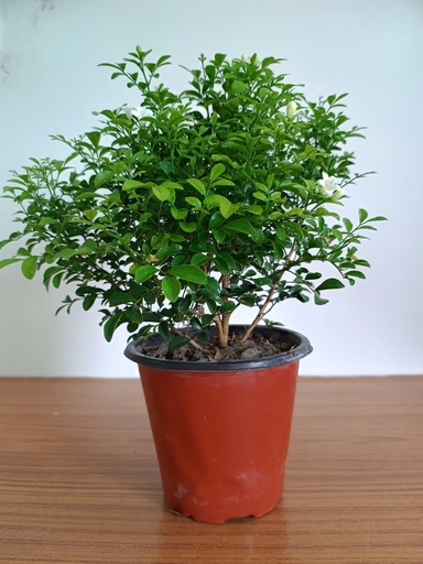 Manokamini