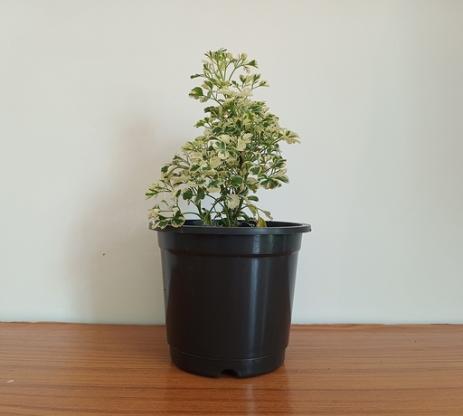 Aralia variegated