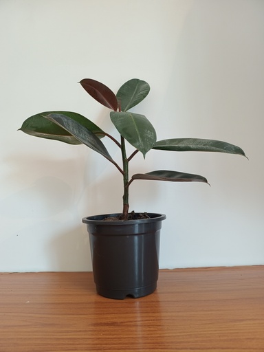 Rubber plant