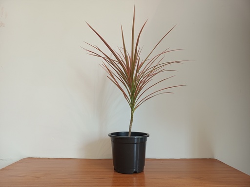 Dracaena tricolour (Dragon Tree)