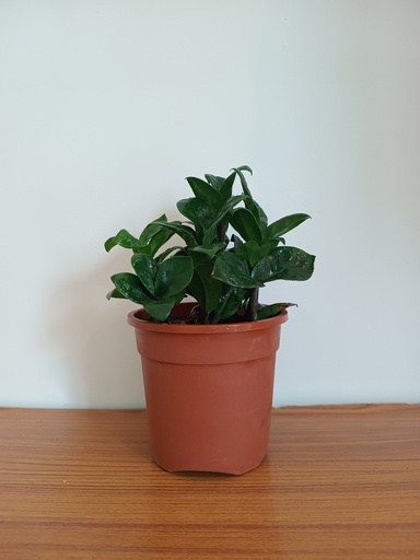ZZ Plant 